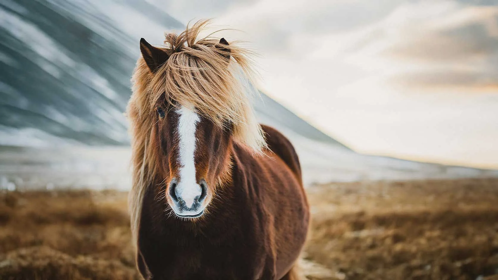 Pferd – Tierkommunikation Braunes Pferd mit langer Mähne auf einer Weide.