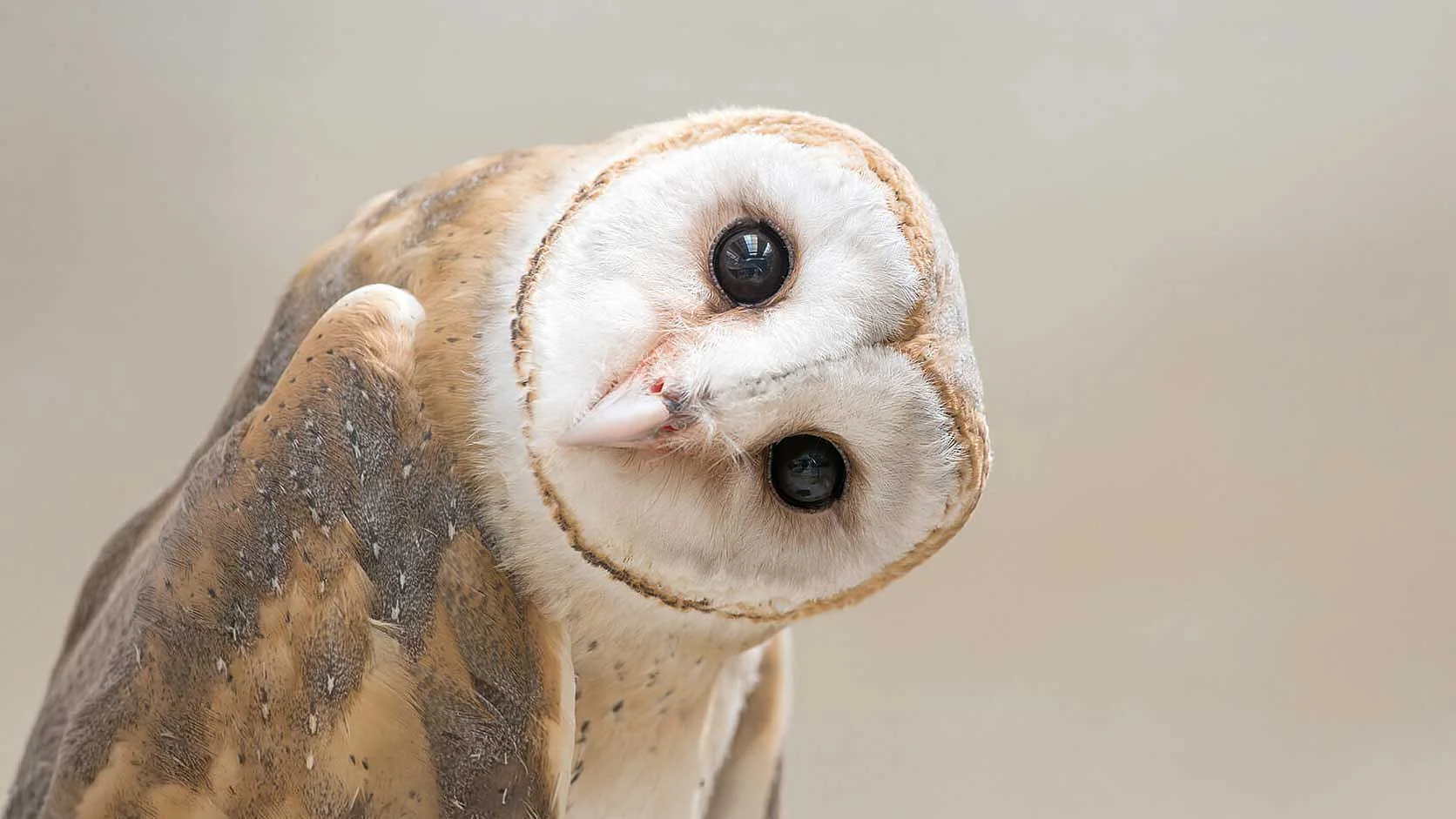 Schleiereule mit hellem herzförmigem Gesicht