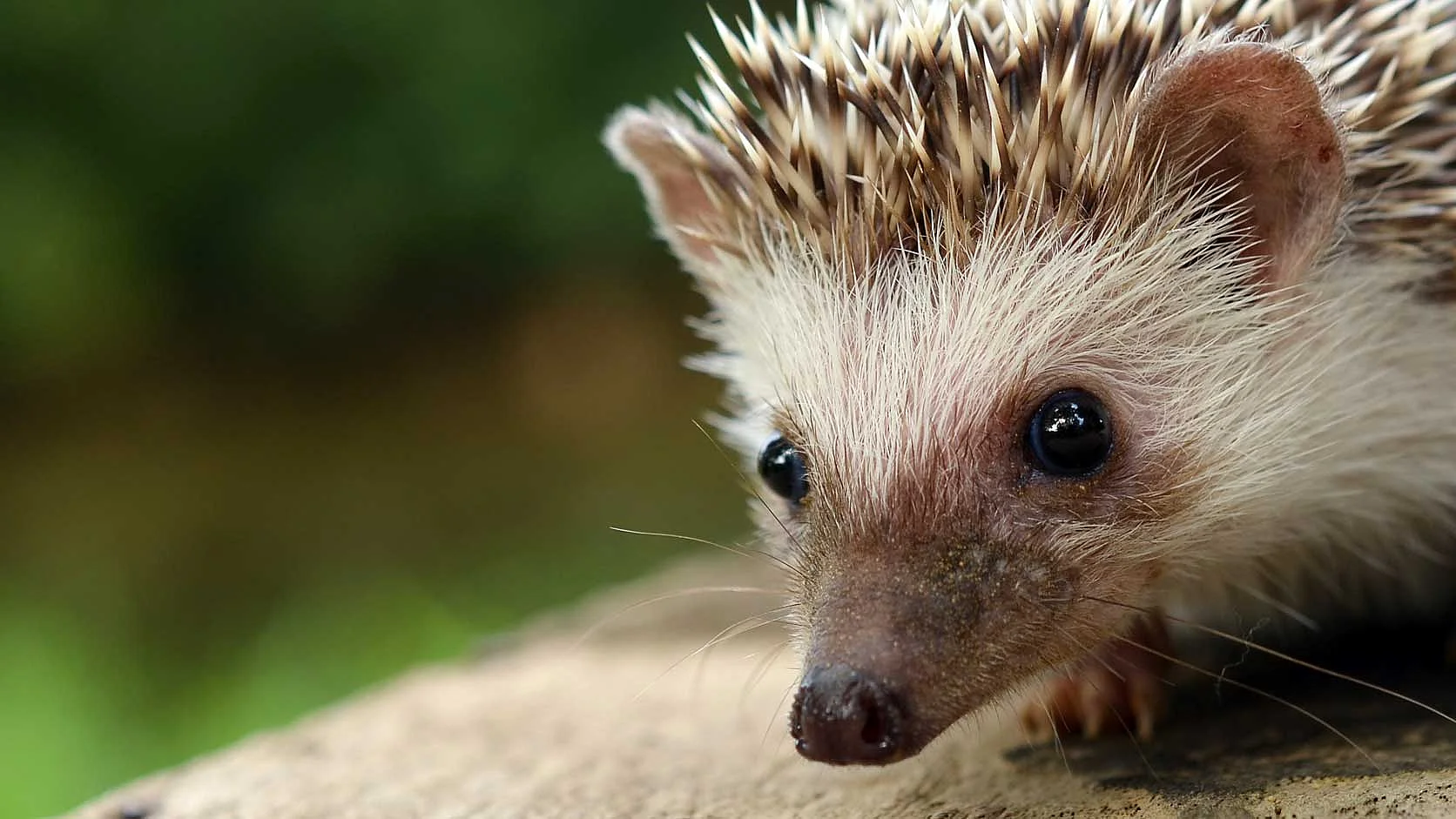 Igel zwischen grünen Pflanzen in der Natur.