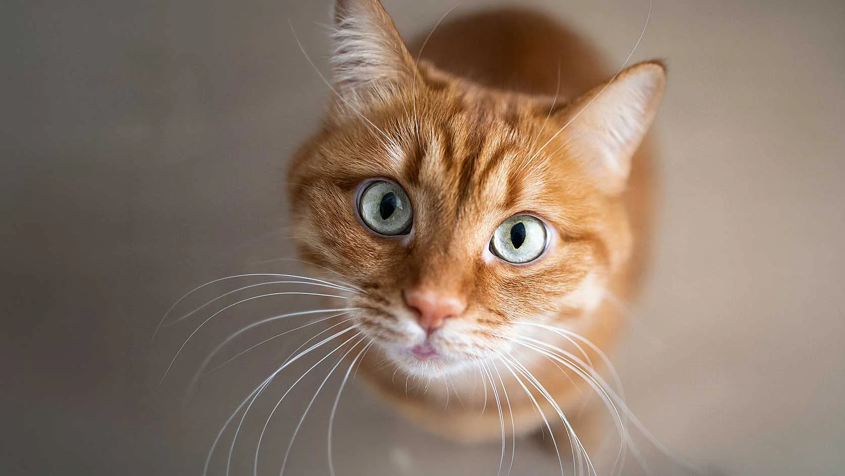 Rote Katze – Tierkommunikation Rot getigerte Katze blickt aufmerksam in die Kamera.