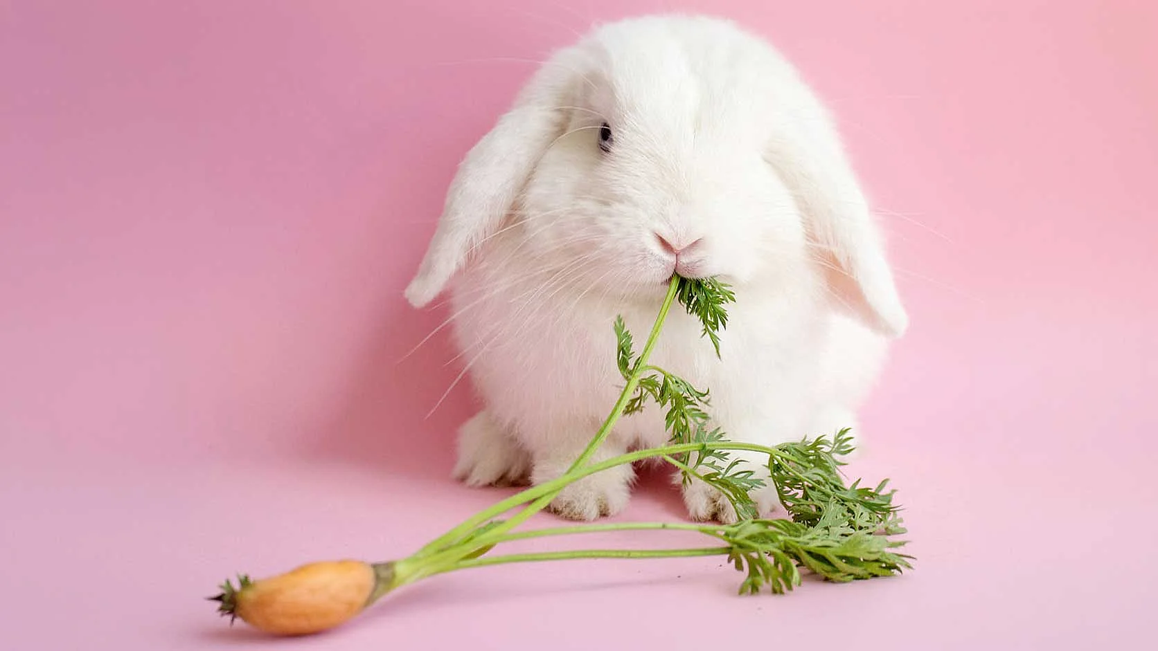 Weißes Kaninchen – Tierkommunikation Weißes Kaninchen vor rosafarbenem Hintergrund mit Grünfutter.