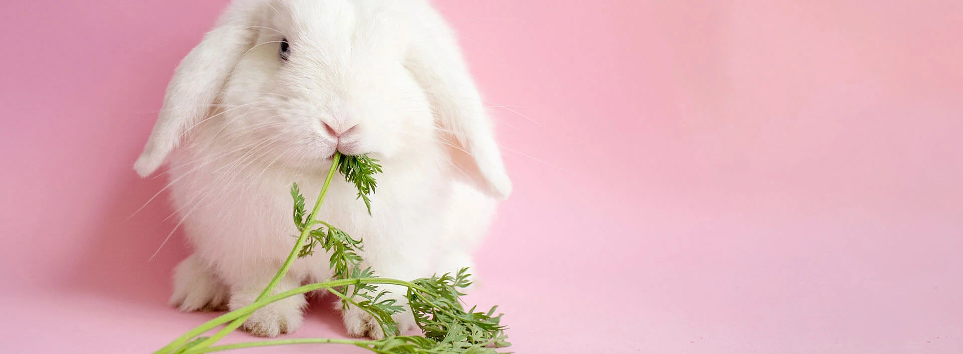 Weißes Kaninchen auf rosafarbenem Hintergrund.