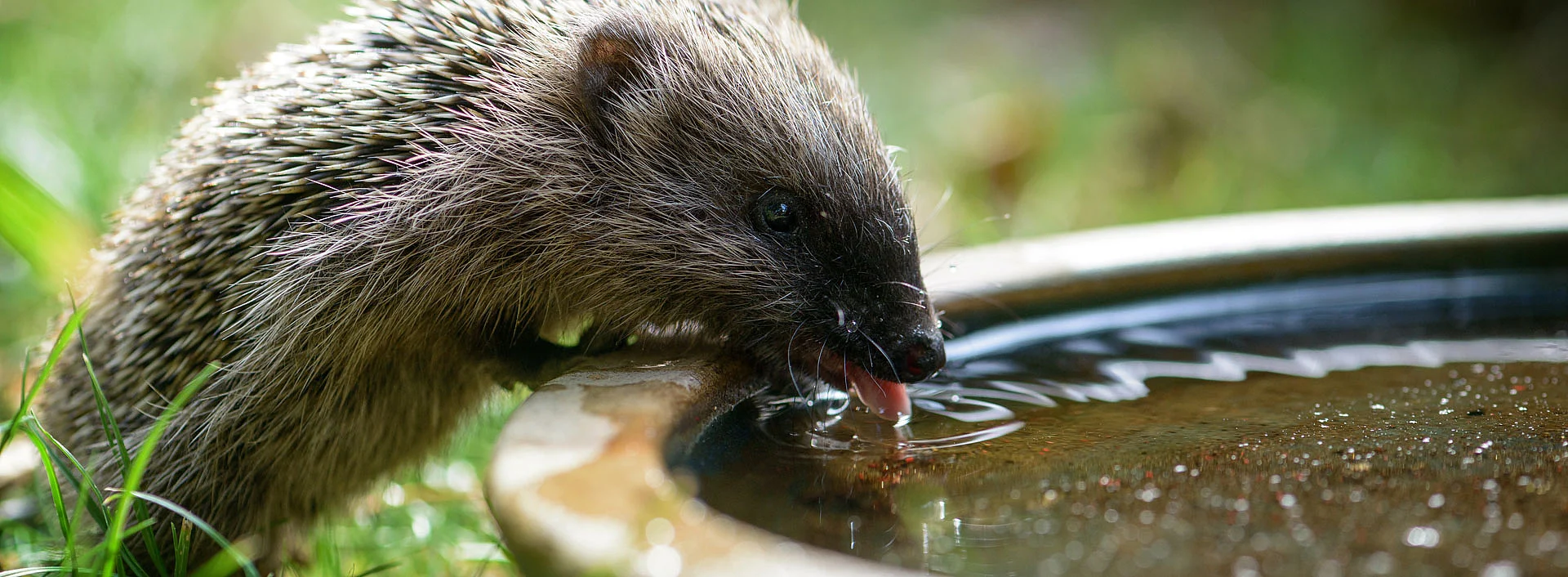 Igel beim Trinken zwischen grünen Pflanzen, aufgenommen aus der Nähe.